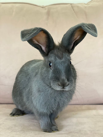 Learn | Alabama Rabbit Rescue