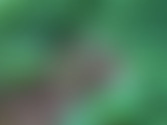 いっぴん工房の畑