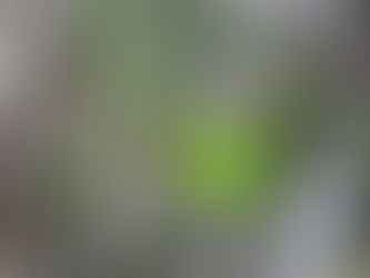 ふきのとうが出て来ました!