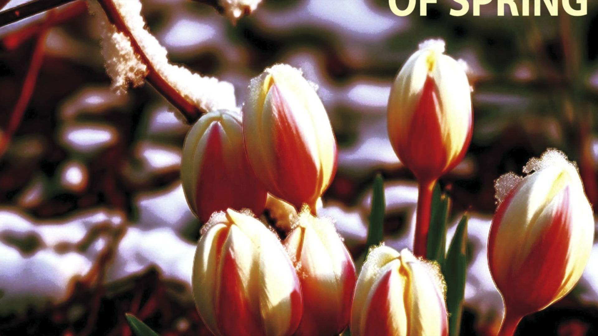 Brazilian Dances for Brooklyn (score & parts)