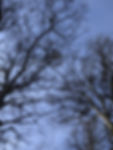 Trees in the winter without leaves.