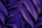 wet-monstera-deliciosa-plant-leaves-garden_edited.jpg