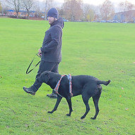 labrador showing focus