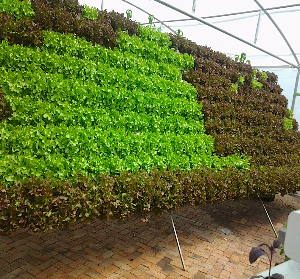 Vertical Farming