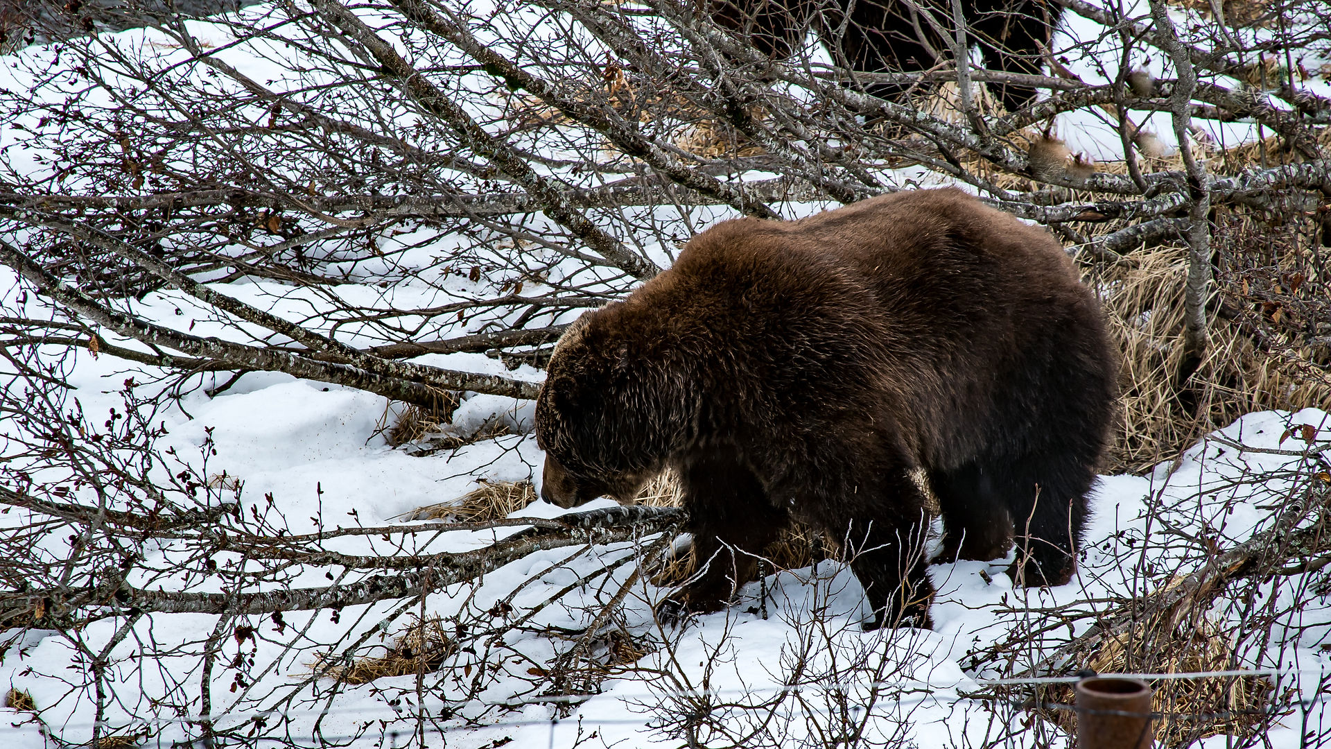 Alaska Wildlife Conservation For Print-5