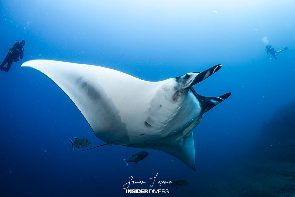 Mantas, sharks, dolphins and a surprice visit by humpback whales in Socorro Islands, Mexico