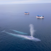 Baja California - The Ultimate Ocean Safari