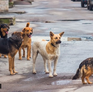 Invigorating Compassion for Strays in Urban India