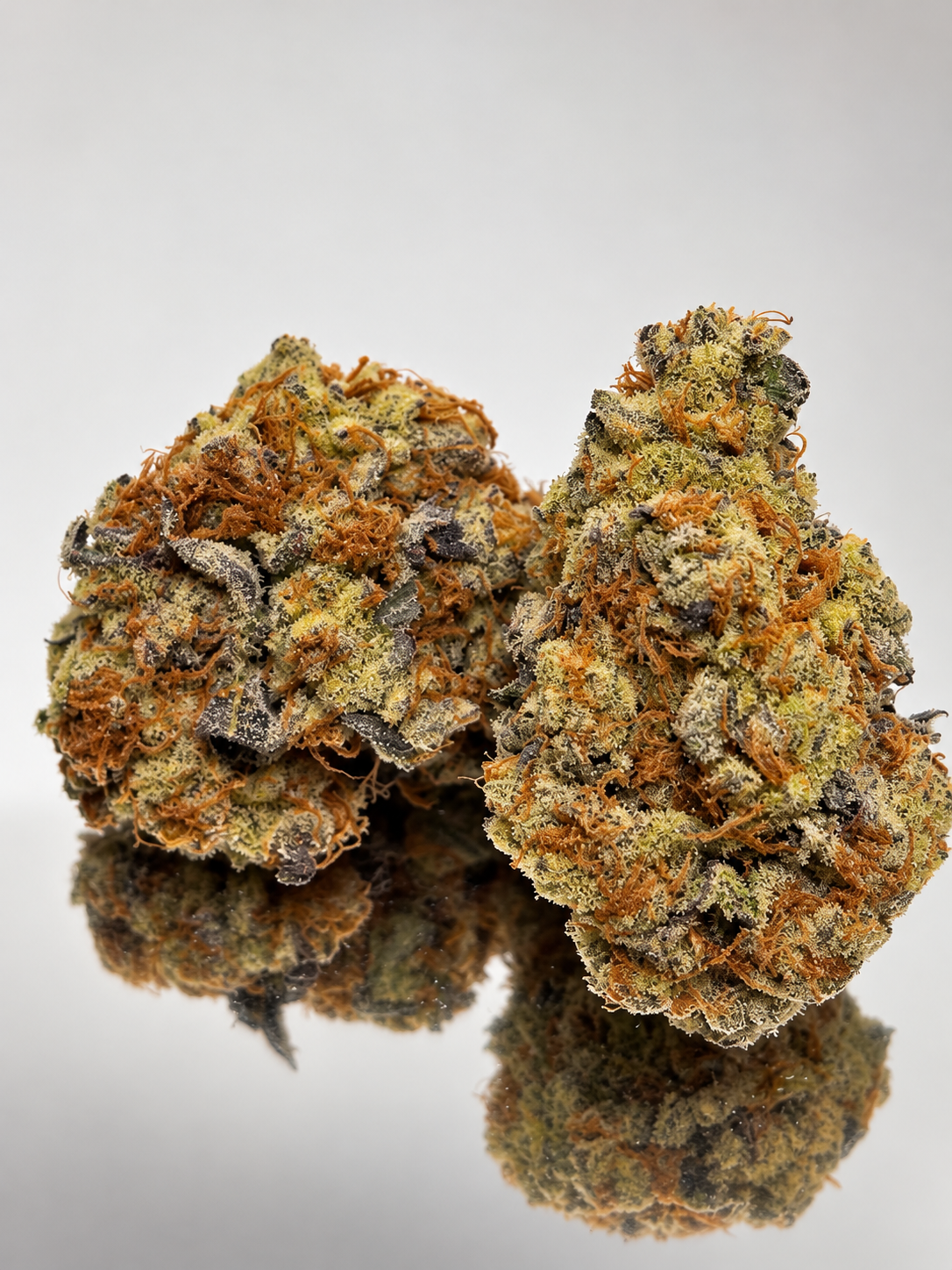 Colorado Cherries cannabis strain featuring dense green buds, bright orange pistils, and a frosty coating of trichomes.