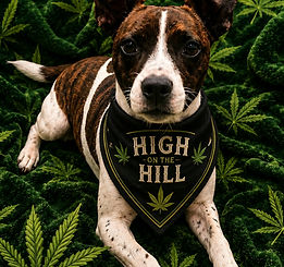 DOOBIE HOMEPAGE PIC_edited.jpg