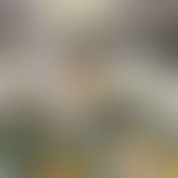 Seasonal Events: Holiday Decorating for Parties, Weddings & More!