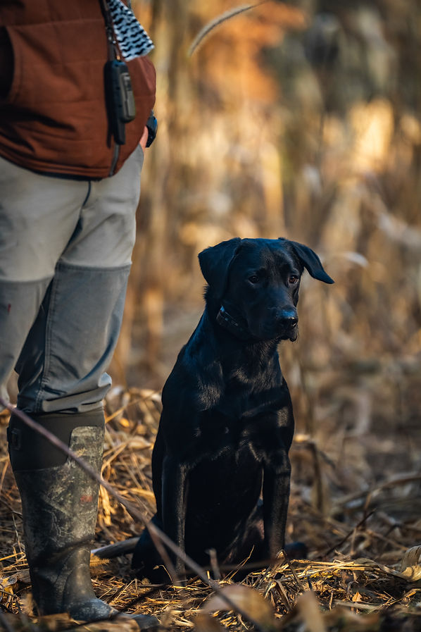 gun dog training near me danielson connecticut