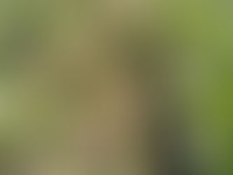 Aillet du Jardin de Maé 