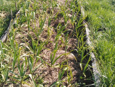 Aillet du Jardin de Maé