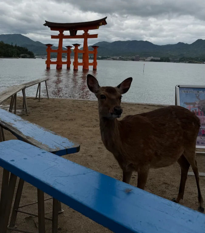 Reh vor einem Torii-Tor in Miyajima