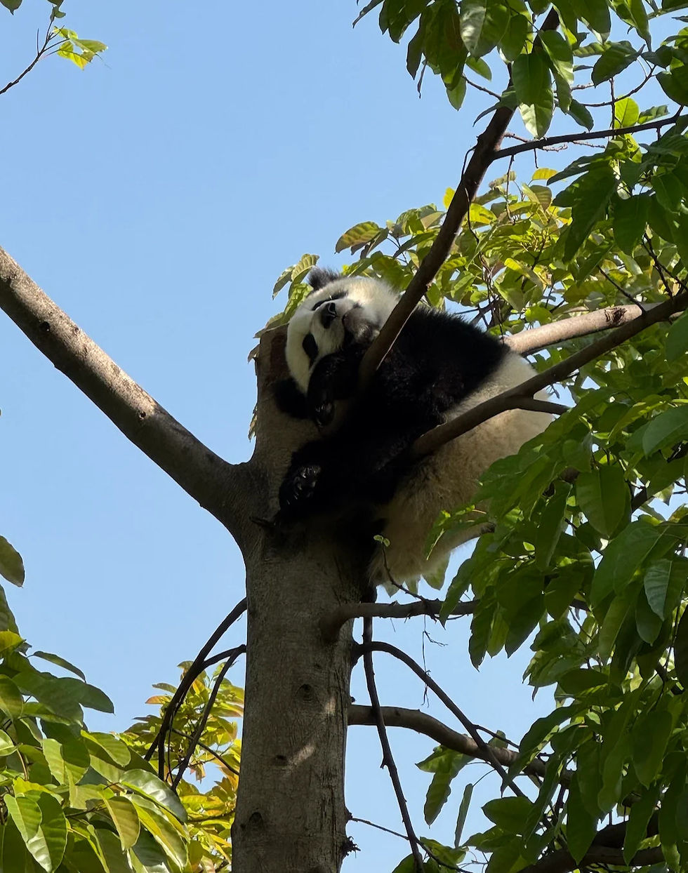 Junger Panda in Baumkrone schlafend