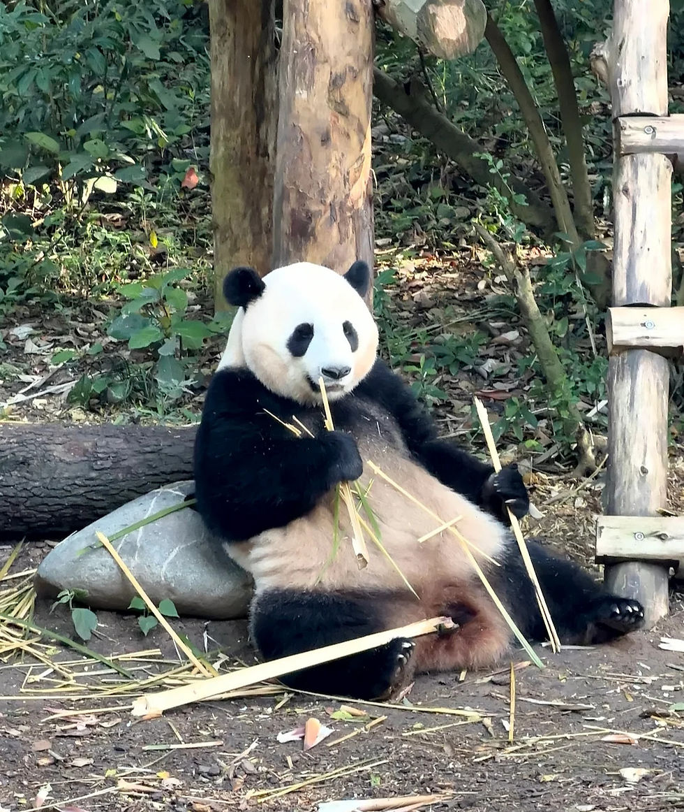 Panda beim Bambus essen