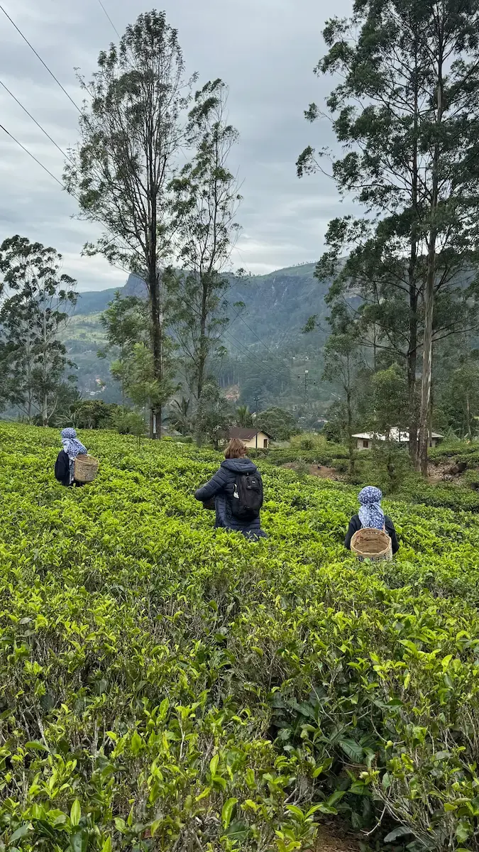 Familie beim Teepflücken in Sri Lanka