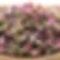 Premium Persian Damask Rosebuds (Dried) -Blooming tea, Wedding confetti