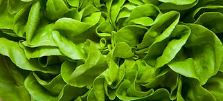 lettuce background