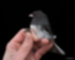 ree