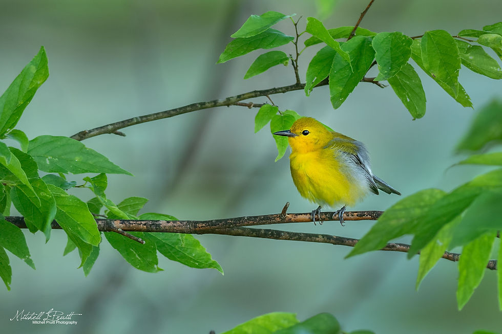 ree