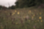 Wild%20flowers_edited.jpg
