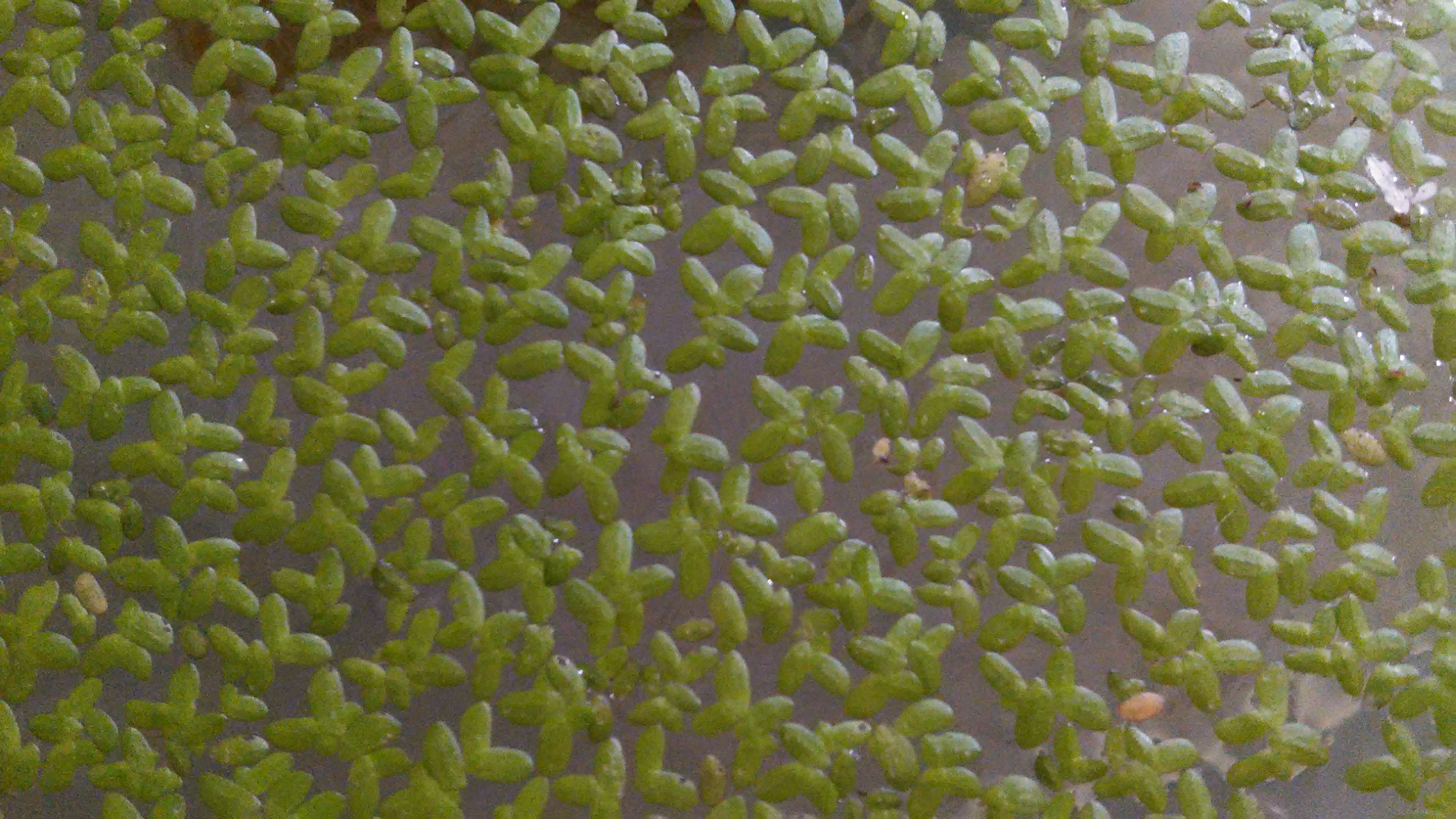 Duckweed 99+