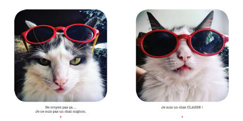 Miniature : Y en a marre des chats mignons ! -  Sashimi