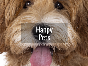 The Complete Guide to Indoor Dog Potty Solutions