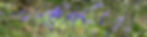 Bluebells.jpeg