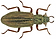Hydrochus elongatus UKBeetles website_ed