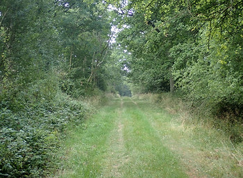 Southwick Wood