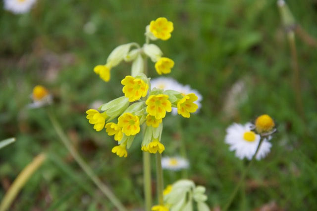 Cowslips