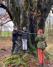 Measuring the Cathedral Tree.jpg