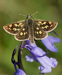 Chequered Skipper butterfly