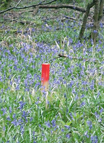 Stake in bluebells Fineshade Wood