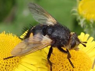A bristly fly - Nowickia ferox