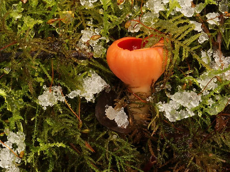 Scarlet Elfcup 2.JPG