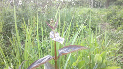 Regrowth in Fineshade Wood