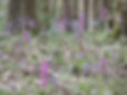 Bluebells and orchids