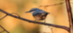 Fineshade Wood Nuthatch