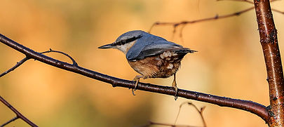 Fineshade Wood Nuthatch