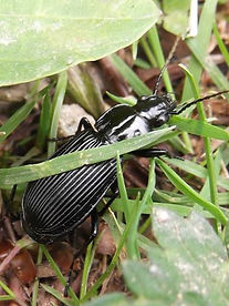 Groung beetle in Fineshade Wood