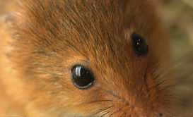 Harvest Mouse.jpg