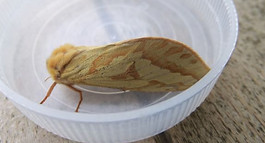 Fineshade Wood Ghost Moth