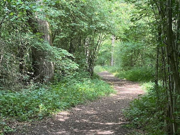 Path through the Short Wood Nature Reserve