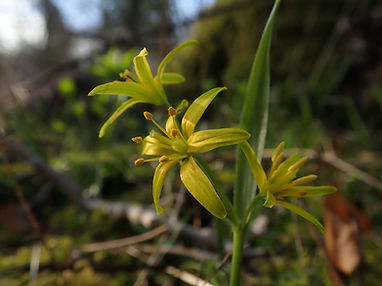 Yellow Star of Bethlehem