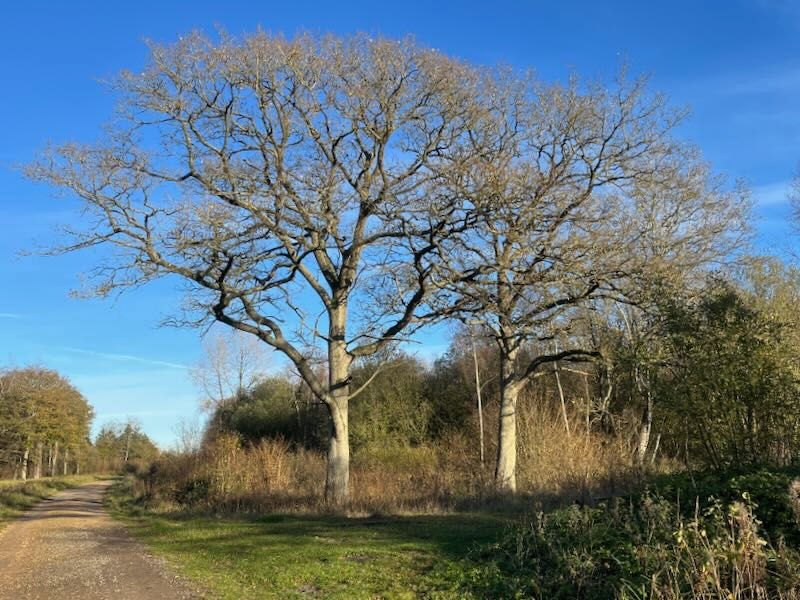 "Mighty Oaks from little acorns grow" (Geoffrey Chaucer)