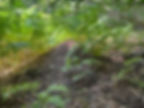 Teeming Wood Ants in August
